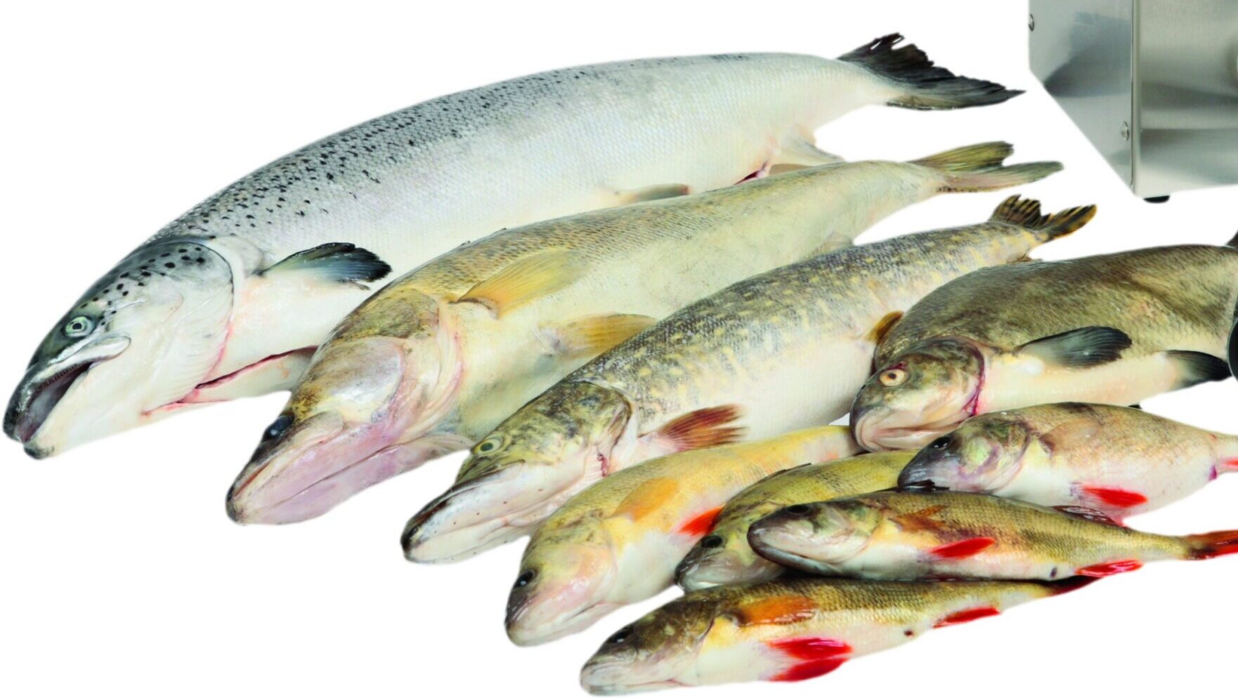 Kala rookimise seadmed